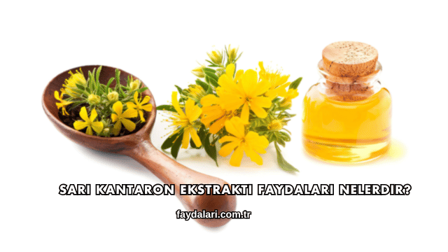 Sarı Kantaron Ekstraktı Faydaları Nelerdir?