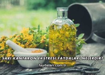 Sarı Kantaron Ekstresi Faydaları Nelerdir?