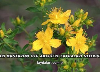 Sarı Kantaron Otu Akciğere Faydaları Nelerdir?