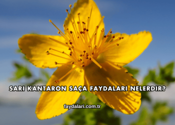 Sarı Kantaron Saça Faydaları Nelerdir?