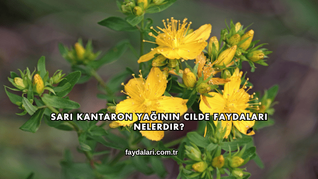 Sarı Kantaron Yağının Cilde Faydaları Nelerdir?