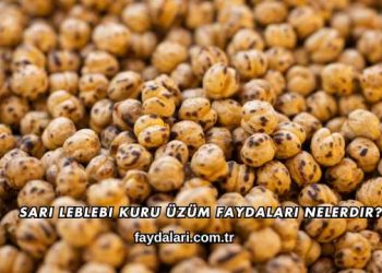 Sarı Leblebi Kuru Üzüm Faydaları Nelerdir?