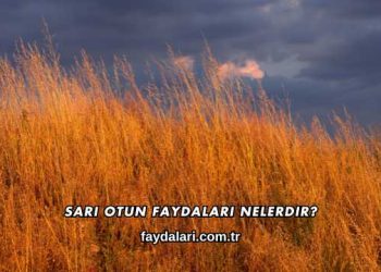 Sarı Otun Faydaları Nelerdir?