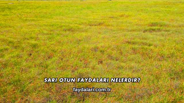 Sarı Otun Faydaları Nelerdir?