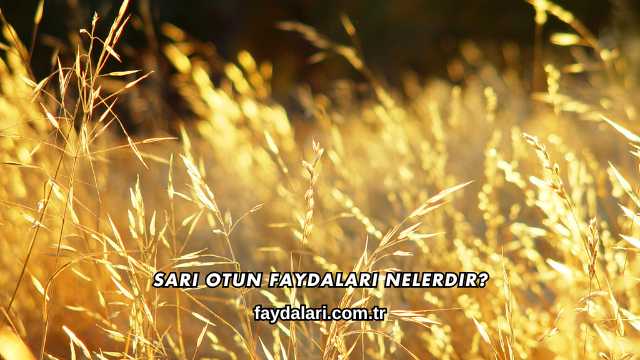 Sarı Otun Faydaları Nelerdir?