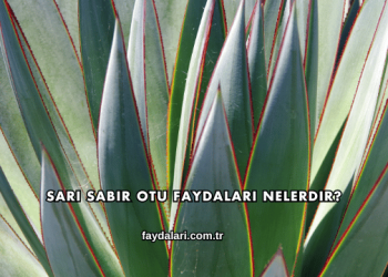 Sarı Sabır Otu Faydaları Nelerdir?