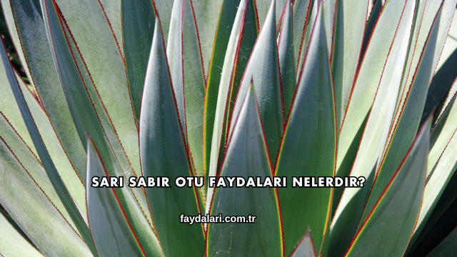 Sarı Sabır Otu Faydaları Nelerdir?
