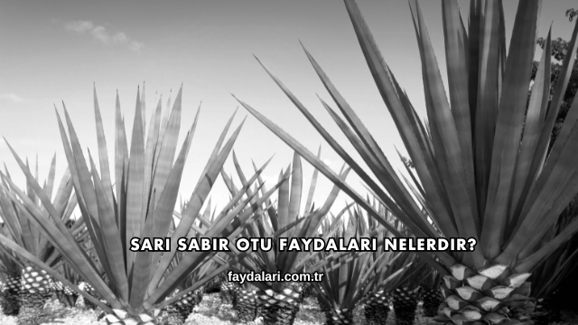 Sarı Sabır Otu Faydaları Nelerdir?