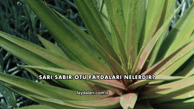 Sarı Sabır Otu Faydaları Nelerdir?