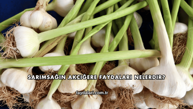 Sarımsağın Akciğere Faydaları Nelerdir?