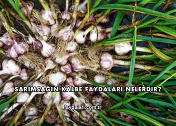Sarımsağın Kalbe Faydaları Nelerdir?