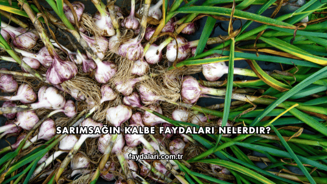 Sarımsağın Kalbe Faydaları Nelerdir?