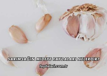 Sarımsağın Mideye Faydaları Nelerdir?