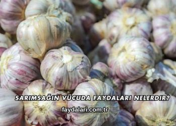 Sarımsağın Vücuda Faydaları Nelerdir?