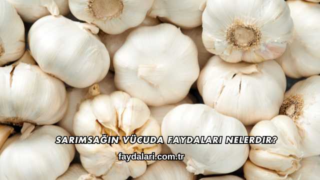 Sarımsağın Vücuda Faydaları Nelerdir?