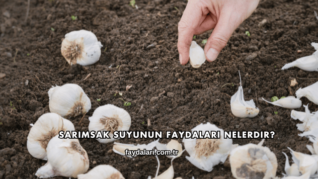 Sarımsak Suyunun Faydaları Nelerdir?