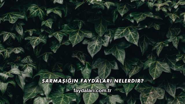 Sarmaşığın Faydaları Nelerdir?