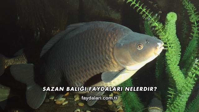 Sazan Balığı Faydaları Nelerdir?