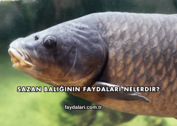 Sazan Balığının Faydaları Nelerdir?