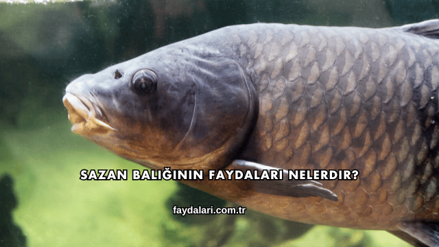 Sazan Balığının Faydaları Nelerdir?