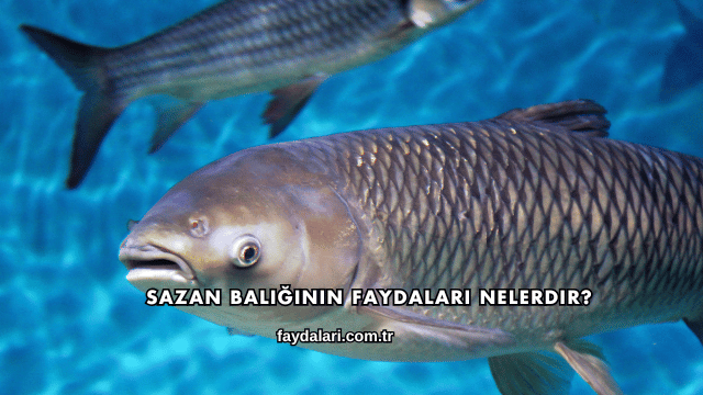 Sazan Balığının Faydaları Nelerdir?