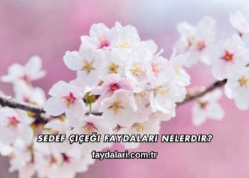 Sedef Çiçeği Faydaları Nelerdir?