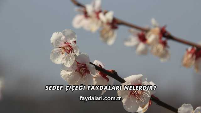 Sedef Çiçeği Faydaları Nelerdir?