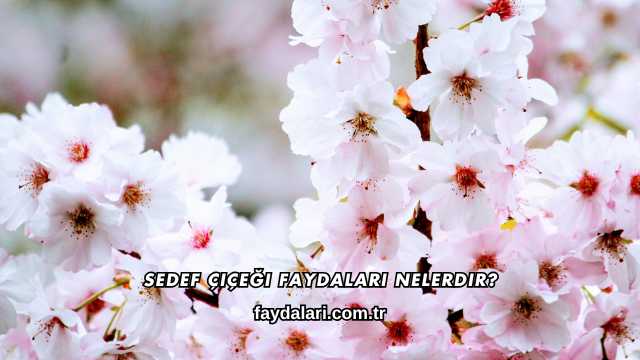 Sedef Çiçeği Faydaları Nelerdir?