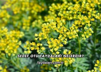 Sedef Otu Faydaları Nelerdir?