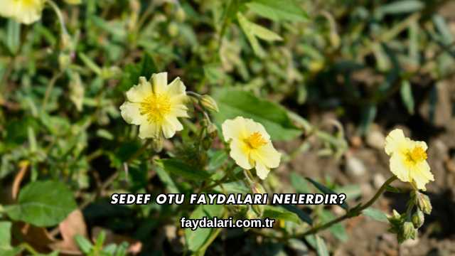 Sedef Otu Faydaları Nelerdir?