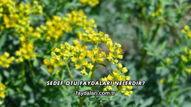 Sedef Otu Faydaları Nelerdir?