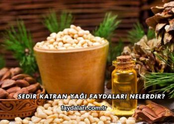 Sedir Katran Yağı Faydaları Nelerdir?
