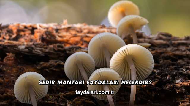 Sedir Mantarı Faydaları Nelerdir?