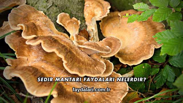 Sedir Mantarı Faydaları Nelerdir?