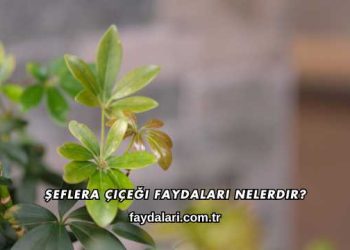 Şeflera Çiçeği Faydaları Nelerdir?