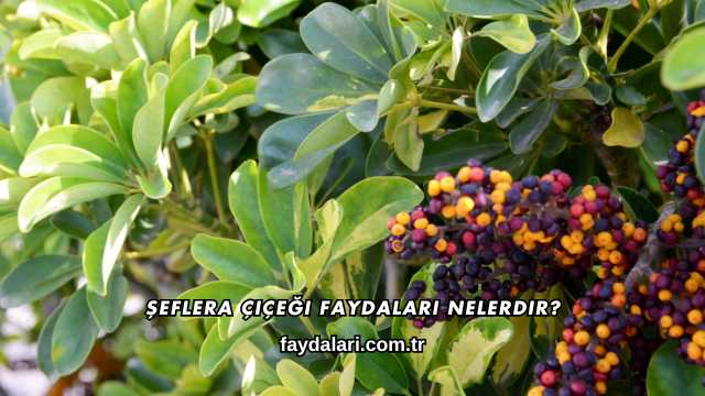 Şeflera Çiçeği Faydaları Nelerdir?