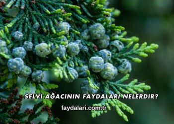 Selvi Ağacının Faydaları Nelerdir?