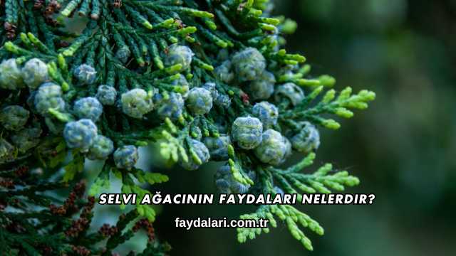 Selvi Ağacının Faydaları Nelerdir?