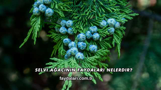 Selvi Ağacının Faydaları Nelerdir?