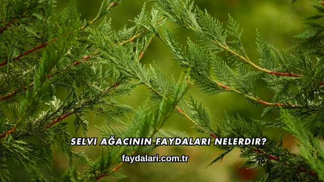 Selvi Ağacının Faydaları Nelerdir?