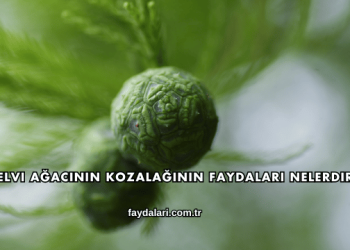Selvi Ağacının Kozalağının Faydaları Nelerdir?