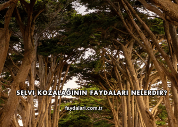 Selvi Kozalağının Faydaları Nelerdir?