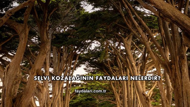 Selvi Kozalağının Faydaları Nelerdir?