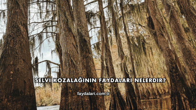 Selvi Kozalağının Faydaları Nelerdir?