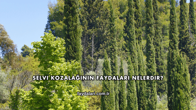 Selvi Kozalağının Faydaları Nelerdir?