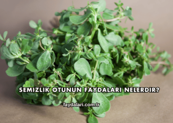 Semizlik Otunun Faydaları Nelerdir?