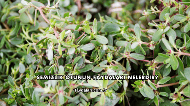 Semizlik Otunun Faydaları Nelerdir?