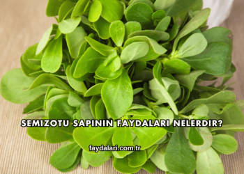 Semizotu Sapının Faydaları Nelerdir?