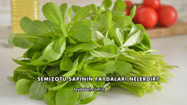 Semizotu Sapının Faydaları Nelerdir?