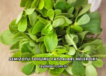 Semizotu Tohumu Faydaları Nelerdir?